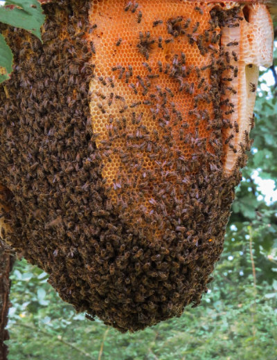 Essaim d'abeilles et cadre de cire