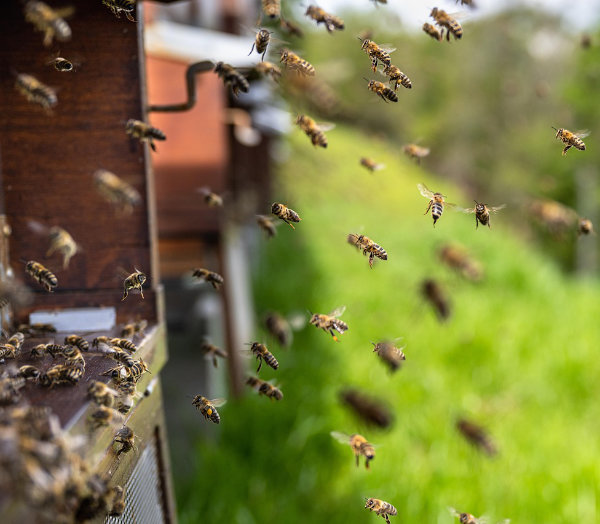 Abeilles devant la ruche