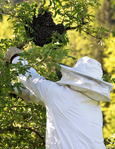 Récupération d'un essaim d'abeilles par un apiculteur
