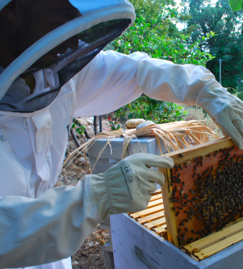 Appeler un apiculteur pour récupérer l'essaim