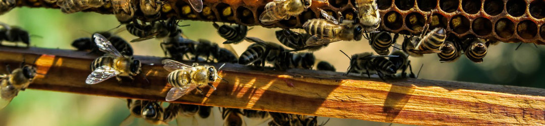 Cadre d'abeilles et alvéoles de cire