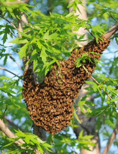 Essaim d'abeilles regroupé sur une branche d'arbre