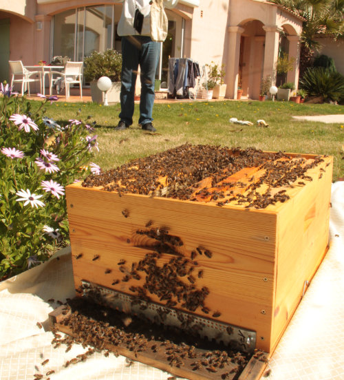 Sécuriser l'espace autour de l'essaim